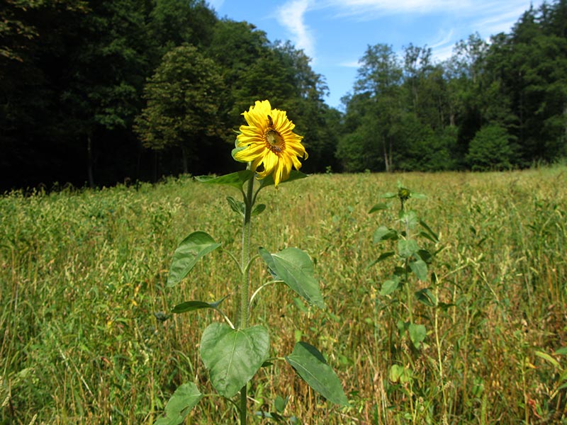 wienerwald